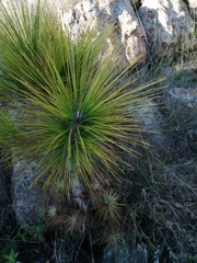 Pinaceae
