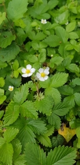 Fragaria vesca