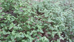 Ceanothus americanus