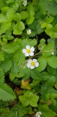 Fragaria vesca