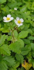 Fragaria vesca
