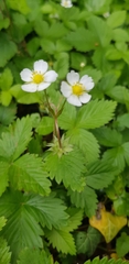 Fragaria vesca