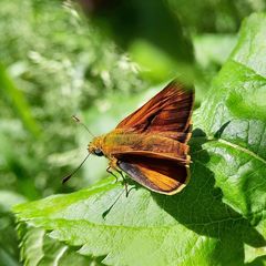Ochlodes sylvanus