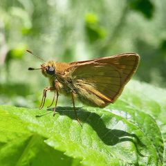 Ochlodes sylvanus