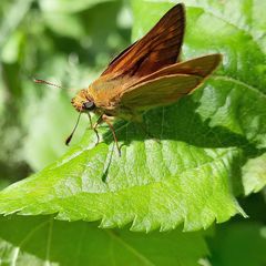 Ochlodes sylvanus