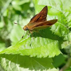 Ochlodes sylvanus