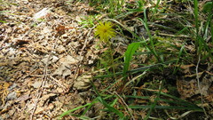 Taraxacum palustre