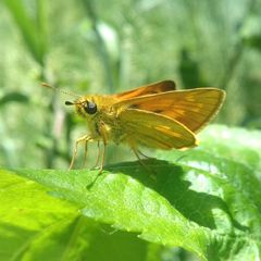 Ochlodes sylvanus