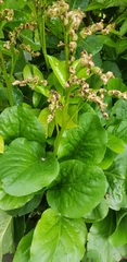 Bergenia crassifolia