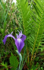 Iris tridentata