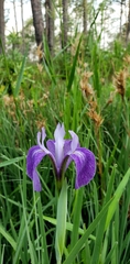 Iris tridentata