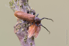 Anaesthetis testacea