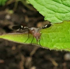 Delphinia picta