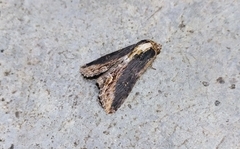 Aegilia sundascribens