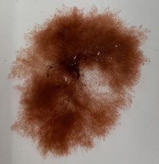 Callithamnion corymbosum