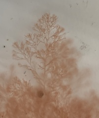 Callithamnion corymbosum