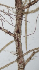 Callithamnion corymbosum