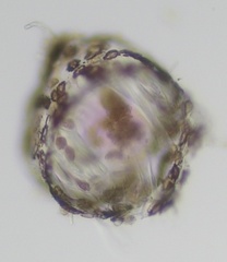 Callithamnion corymbosum