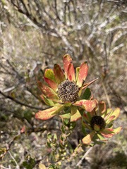 Leucadendron stelligerum