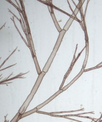 Callithamnion corymbosum