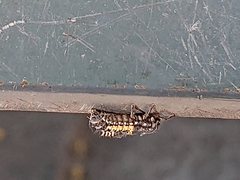 Harmonia axyridis