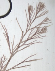 Callithamnion corymbosum