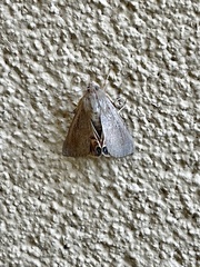 Litoprosopus futilis