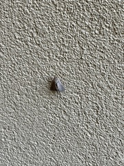 Litoprosopus futilis