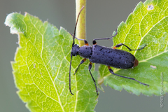 Grammoptera abdominalis