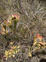 Leucadendron stelligerum