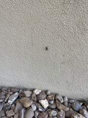 Litoprosopus futilis