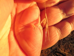 Rytidosperma clelandii