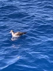 Calonectris