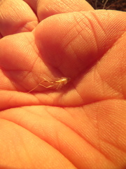 Rytidosperma clelandii
