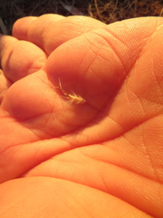 Rytidosperma clelandii