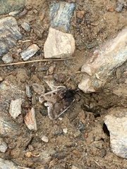 Metaxmeste phrygialis