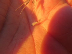 Rytidosperma clelandii