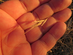 Rytidosperma clelandii