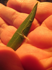 Rytidosperma clelandii