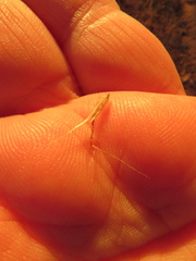Rytidosperma clelandii