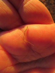 Rytidosperma clelandii