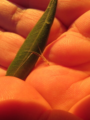 Rytidosperma clelandii