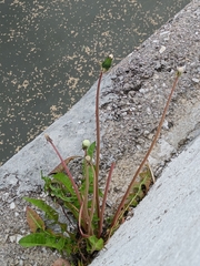 Taraxacum officinale