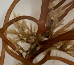 Bugulina