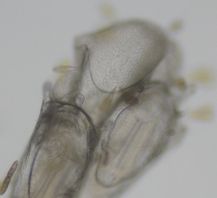 Bugulina