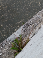 Taraxacum officinale