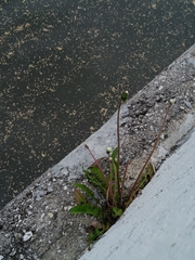 Taraxacum officinale