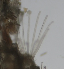 Bugulina
