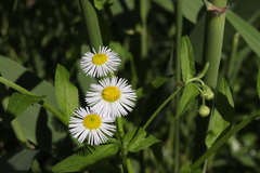 Erigeron