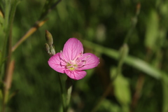 Oenothera rosea
